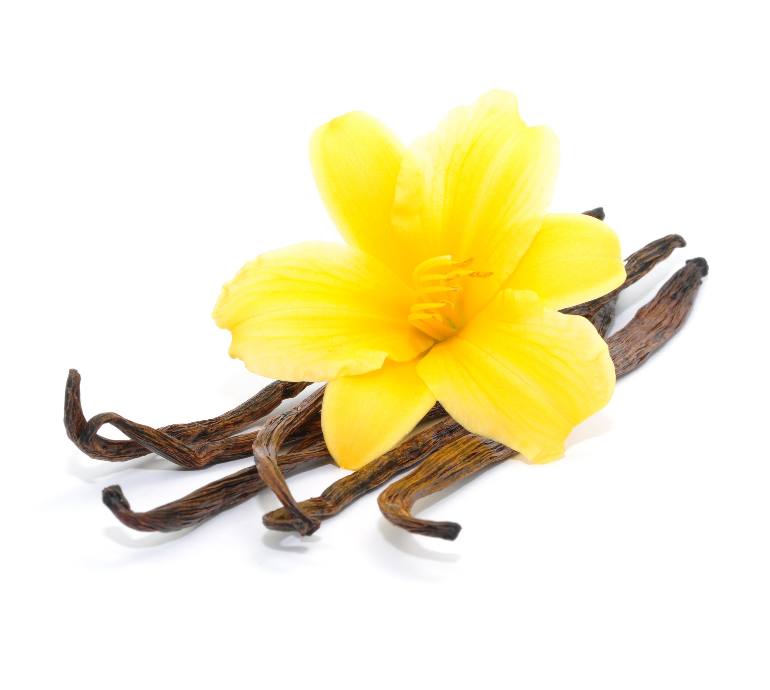 vanille-fleur | La beauté au naturel