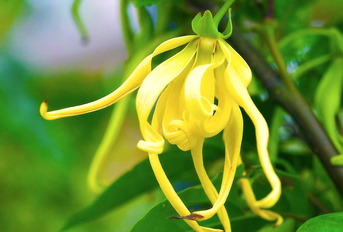 Ylang Ylang Language Of Flowers at Inez Jeter blog