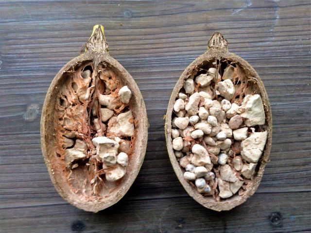 graines-de-baobab-la-beaut-au-naturel
