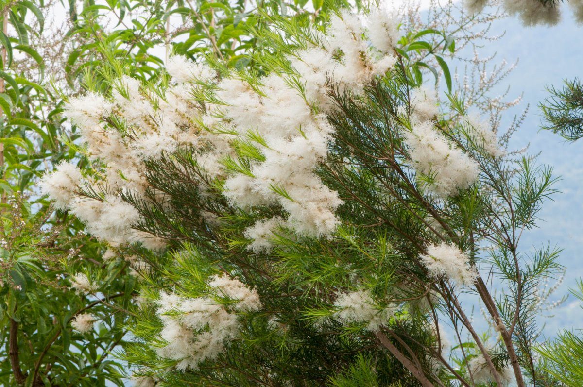 Чайное дерево форум. Чайное дерево мелалеука. Чайное дерево Melaleuca alternifolia листья. Melaleuca viridiflora. Melaleuca glauca.