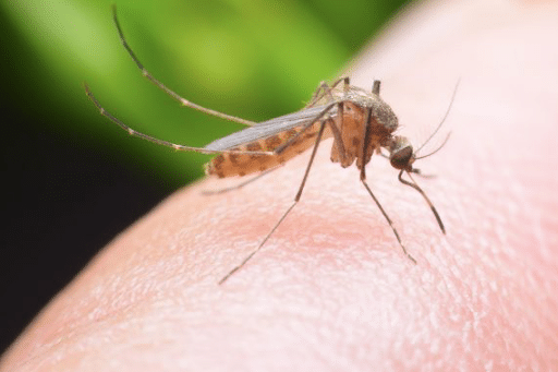Comment Proteger Bebe Des Moustiques