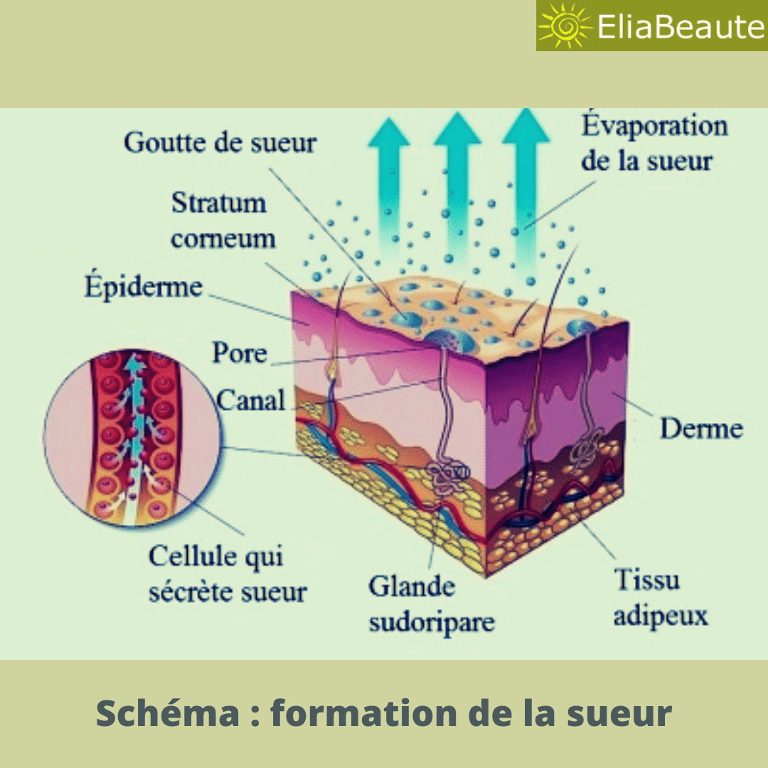 Astuces pour moins transpirer