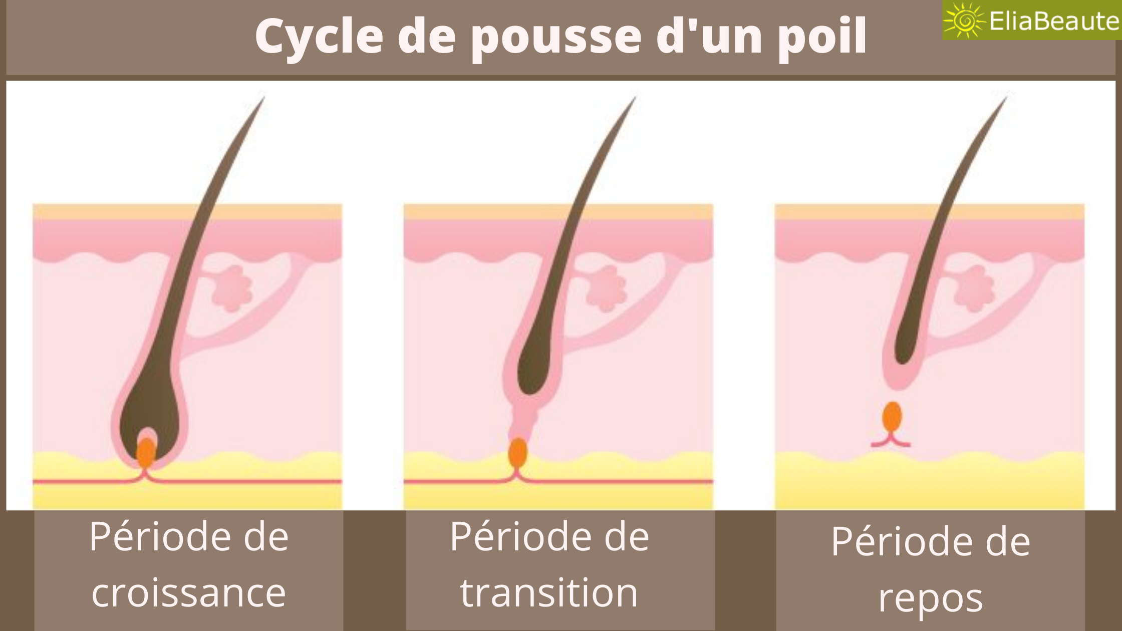 schemacycledepoussedunpoileliabeaute La beauté au naturel