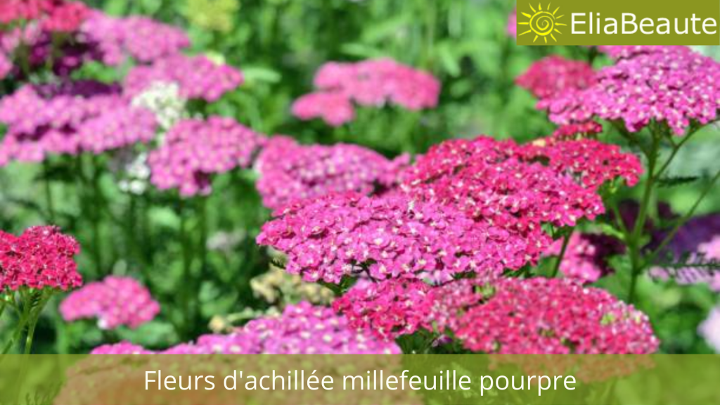 Achillée millefeuille : propriétés et bienfaits